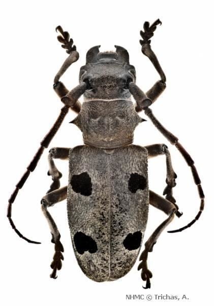 Morimus Morimus asper funereus Mulsant 1863 Cerambycidae