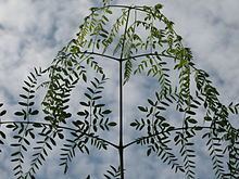 Moringa drouhardii httpsuploadwikimediaorgwikipediacommonsthu