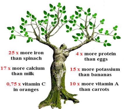 Moringa oleifera Moringa Tree Benefits Buy Moringa Oleifera Products
