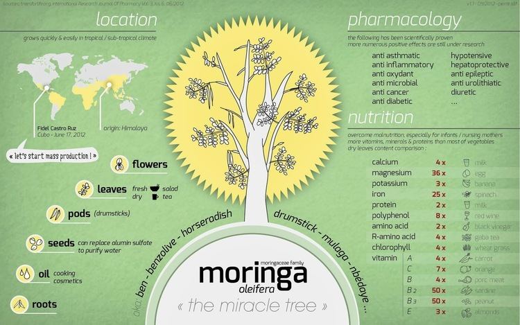 Moringa oleifera GirlsAffair Health Benefits of Morninga Plant moringa oleifera