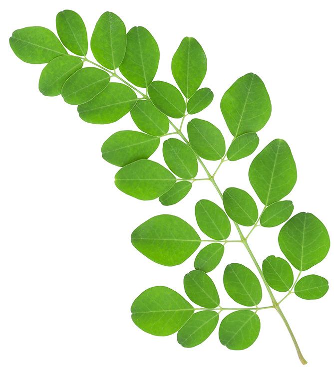 Moringa oleifera Moringa Oleifera Leaf Powder by Organic India