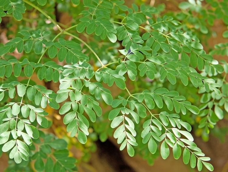 Moringa oleifera Moringa Oleifera Pitta Ayurveda