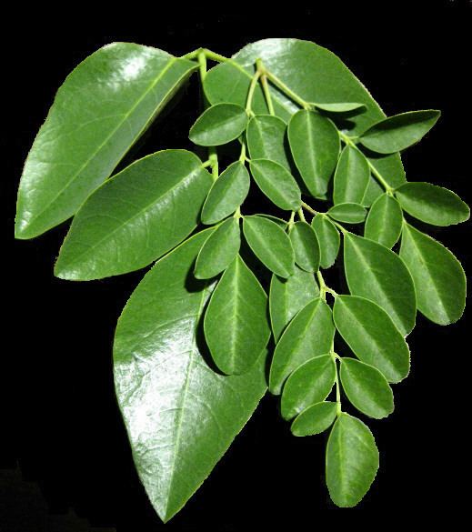 Moringa stenopetala Difference in Moringa Leaves