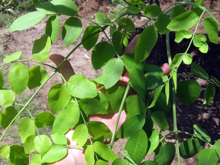 Moringa stenopetala Moringa stenopetala Images Useful Tropical Plants