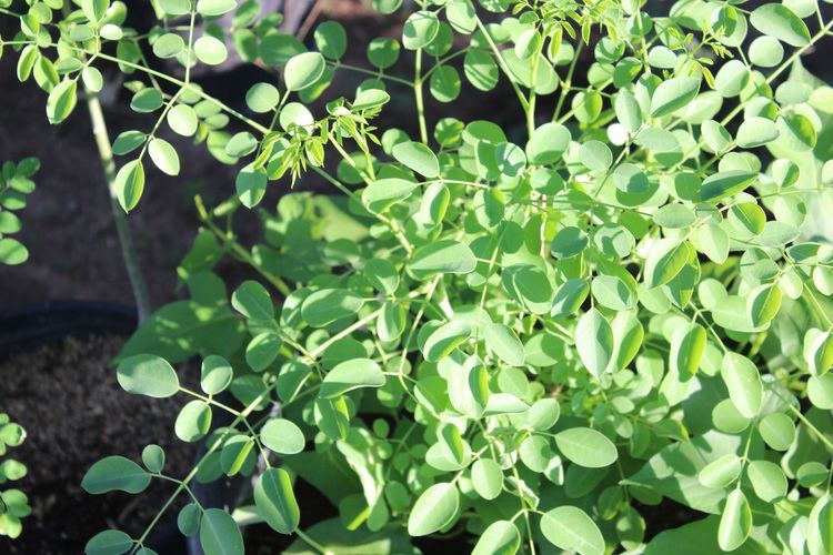 Moringa stenopetala Organic Moringa Stenopetala Seeds RARE