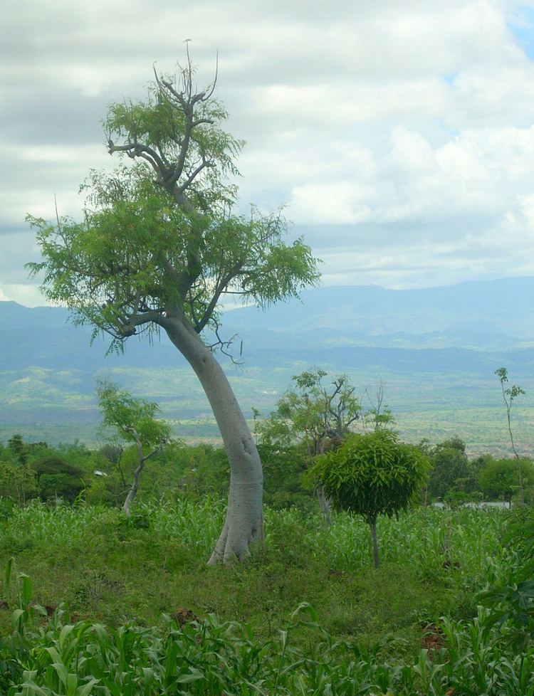 Moringa stenopetala SETHiopia Tree Profile Moringa Stenopetala