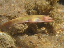 Moringua Fish Identification