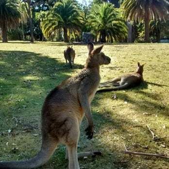Morisset Park, New South Wales httpss3media2flyelpcdncombphotoJjtR3HVGk