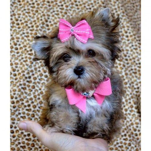 Morkie 1000 ideas about Morkie Puppies on Pinterest Yorkie puppies Cute