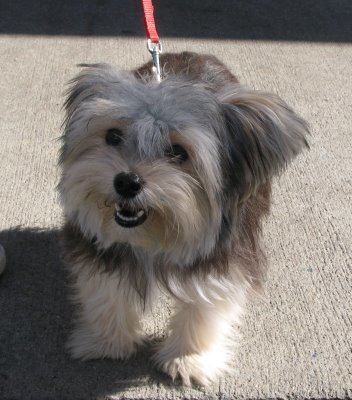 Morkie Morkie Information Pictures Reviews and QampA GreatDogSitecom