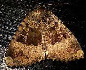 Mormo (moth) httpsuploadwikimediaorgwikipediacommonsthu