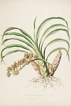 Mormodes maculata httpsuploadwikimediaorgwikipediacommonsthu