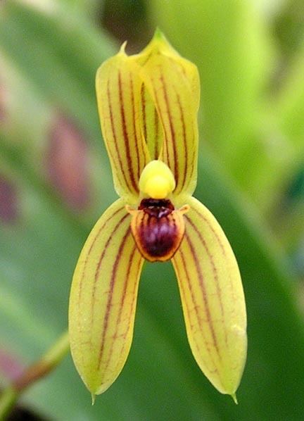Mormolyca Developing an Orchid Collection with Backbulbs Mormolyca ringens