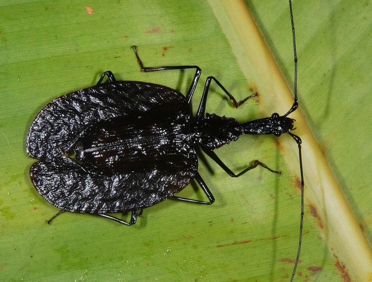 Mormolyce phyllodes Violin beetle Wikipedia