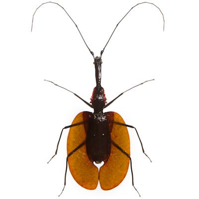 Mormolyce phyllodes Mormolyce phyllodes Beetles Pinterest Violin and Beetle