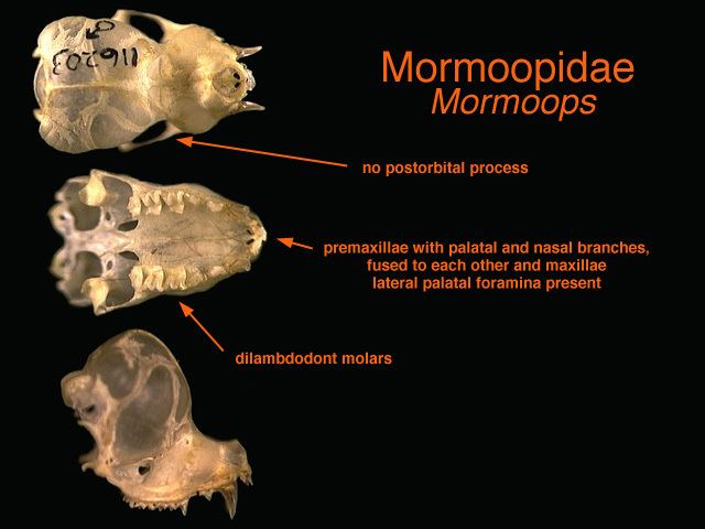 Mormoopidae ADW mormoopidaejpg
