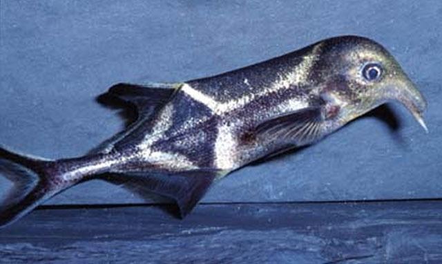 Mormyridae Fish Identification