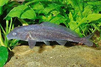 Mormyrus Fish Identification