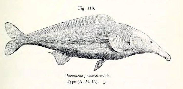 Mormyrus FileMormyrus rumejpg Wikimedia Commons