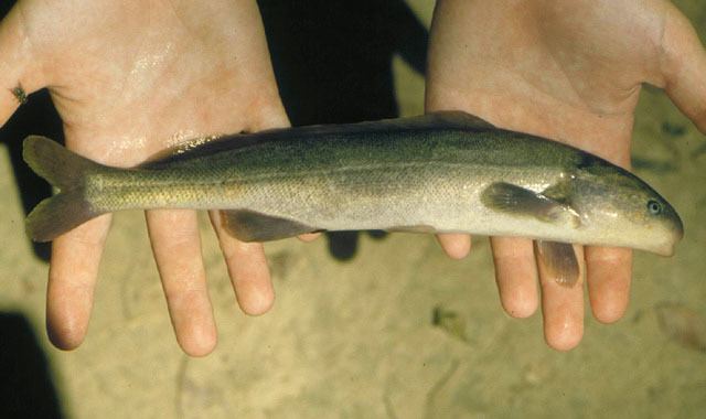 Mormyrus Fish Identification