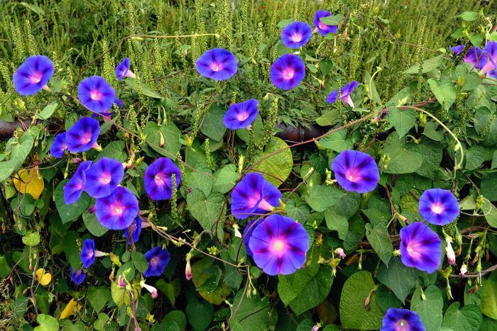 Morning glory Morning Glory Flower Meaning Flower Meaning