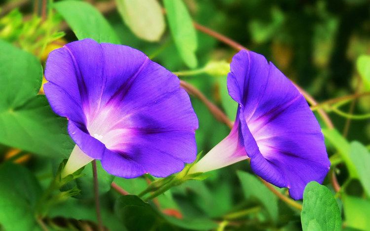 Morning glory Morning glory Plant Care Tips growing planting cutting pruning
