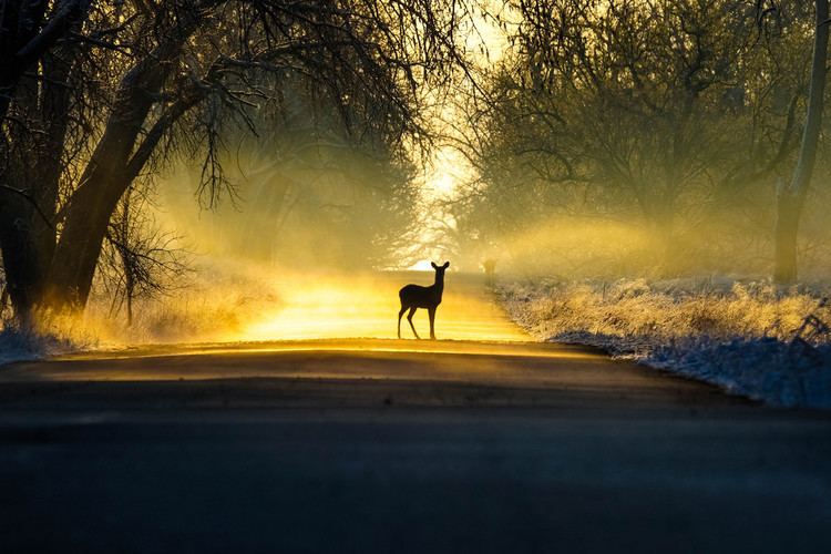 Morning Light Morning Light Inspired by Al Perry Bernie Duhamel Flickr