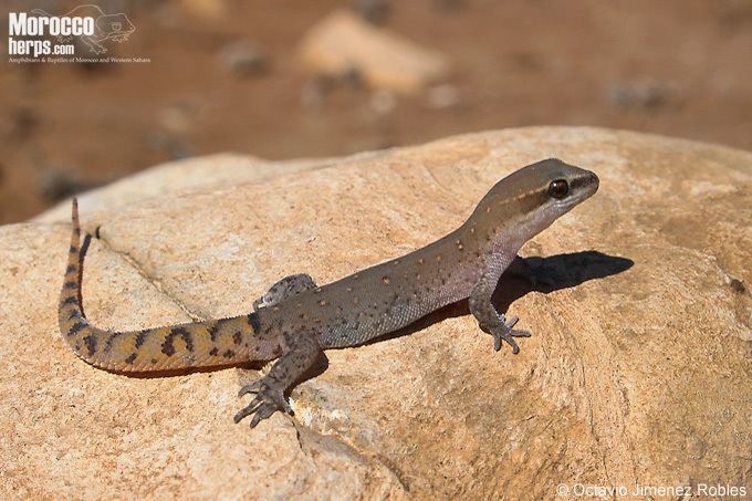 Morocco lizard-fingered gecko wwwmoroccoherpscomfilesfichasSaurodactylusbr