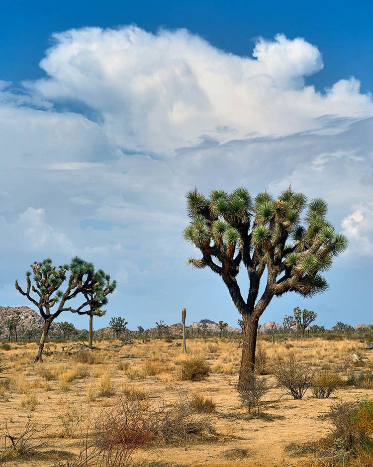 Morongo Basin - Alchetron, The Free Social Encyclopedia