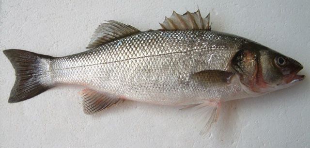 Moronidae Fish Identification