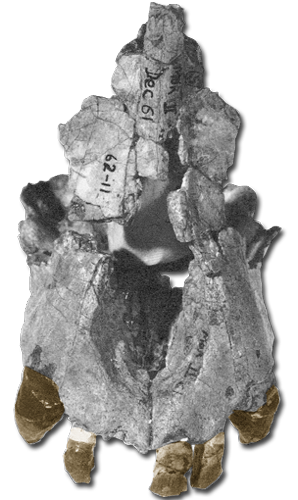 Morotopithecus Hominoid1101 Morotopithecus