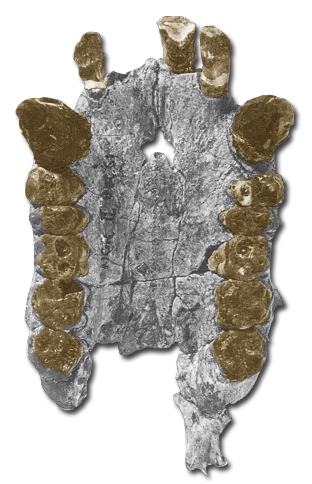 Morotopithecus Hominoid1101 Morotopithecus