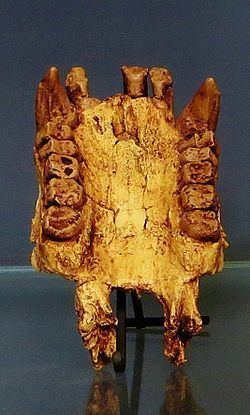 Morotopithecus httpsuploadwikimediaorgwikipediacommonsthu