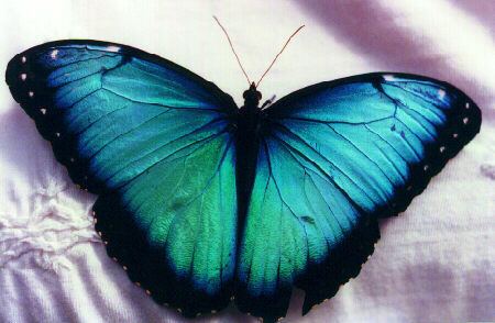Morpho Blue Morpho Butterfly