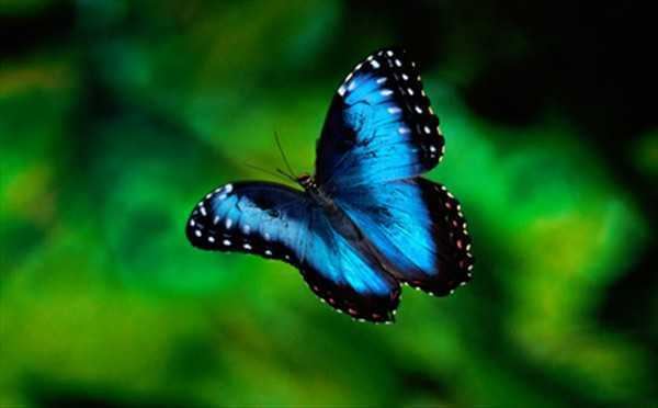 Morpho Blue Morpho Butterfly Costa Rica
