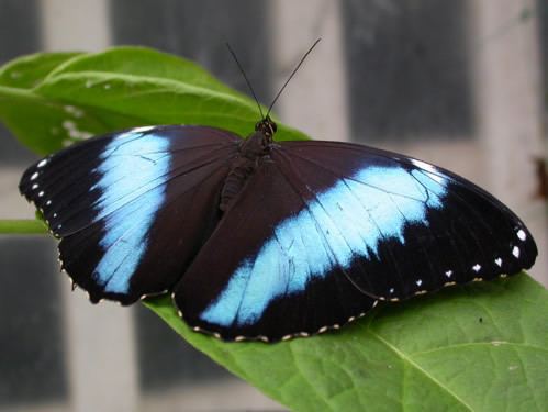 Morpho achilles Bluebanded Morpho Morpho achilles Butterfly information sheet