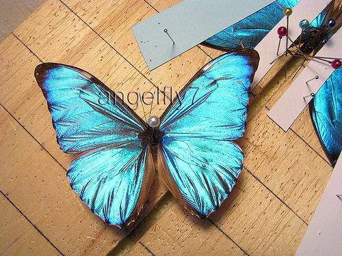 Morpho aega farm5staticflickrcom401644555771222a27313dd4jpg