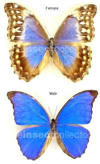 Morpho amathonte The Insect Collector
