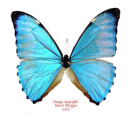 Morpho aurora Insect Designs Butterflies and Moths Morphidae Morpho