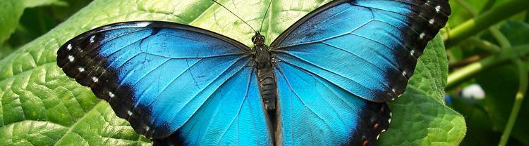 Morpho Blue Morpho Butterfly Morpho peleides Rainforest Alliance