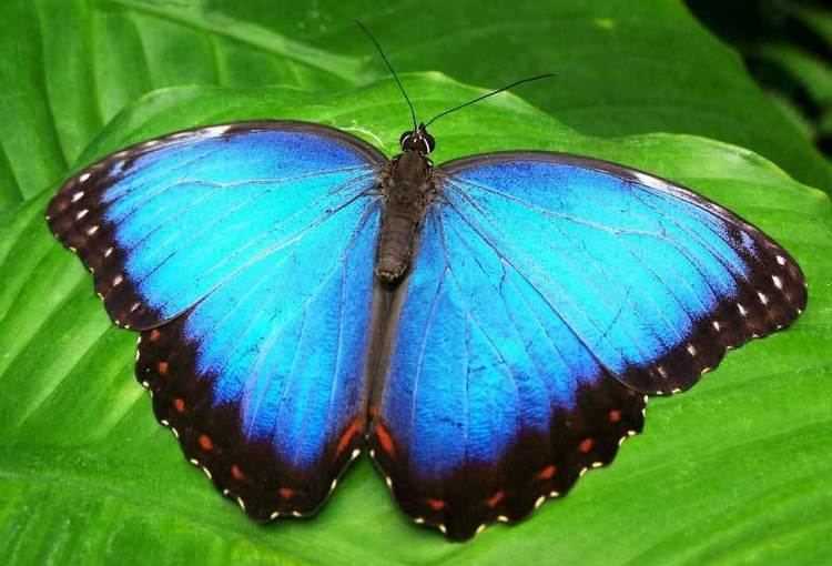 Morpho Blue Morpho Butterfly Facts Information Pictures amp Video