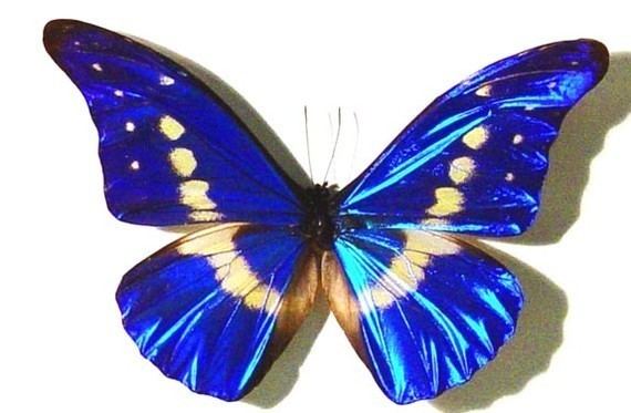 Morpho helena Items similar to Real Blue Morpho Helena Butterfly Display M907 on Etsy
