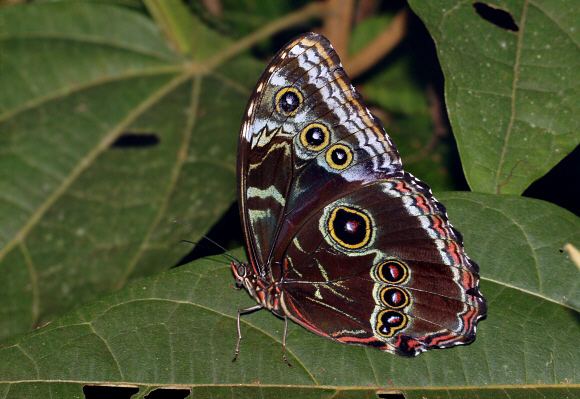 Morpho helenor Butterflies of Amazonia Morpho helenor