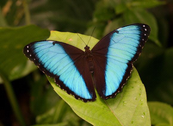 Morpho helenor Butterflies of Amazonia Morpho helenor