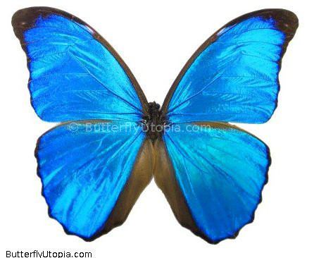 Morpho menelaus Blue Morpho menelaus butterfly pictures photos picture photo pics