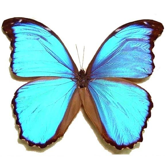Morpho menelaus Morpho Menelaus Alexandrovna Giant Blue Morpho Butterfly Real
