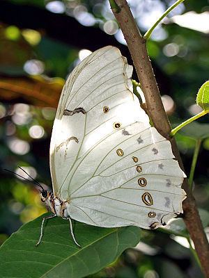 Morpho polyphemus - Alchetron, The Free Social Encyclopedia