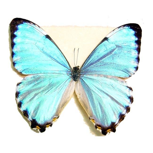 Morpho portis Real Framed Blue Glowing Morpho Portis Butterfly Real Butterfly