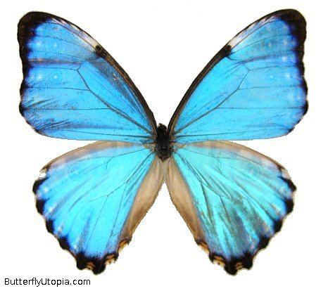 Morpho portis Morpho portis butterfly pictures photos picture photo