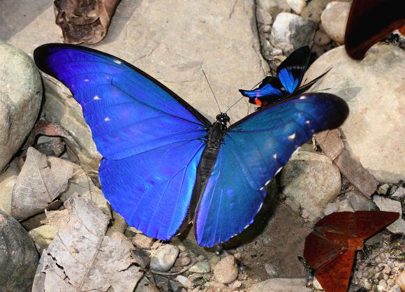 Morpho rhetenor Butterflies of Amazonia Morpho rhetenor